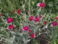Lychnis coronaria 'Blood Red' - small image 5