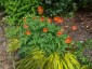 Meconopsis cambrica 'Frances Perry' - small image 5