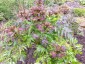 Melanoselinum decipiens - small image 5