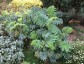 Melianthus major - small image 5