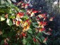 Mina lobata - small image 5