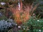 Molinia caerulea ssp. arundinacea - small image 5