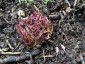 Molopospermum peloponnesiacum - small image 5