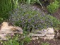 Nemophila 'Penny Black' - small image 5