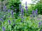 Nepeta kubanica - small image 5