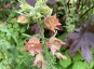 Nicotiana glutinosa 'Peach Screamer' - small image 5