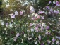 Nicotiana mutabilis - small image 5