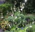 Nicotiana suaveolens - small image 5