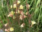 Oenothera odorata - small image 5