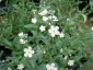 Omphalodes linifolia - small image 5