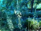 Ornithogalum pyrenaicum - small image 5