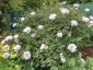 Paeonia rockii - small image 5