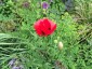 Papaver 'Paradise' - small image 5