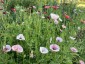 Papaver rhoeas 'Mother of Pearl' - small image 5