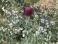Papaver somniferum 'Laurens Grape' - small image 5