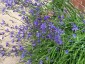 Pasithea caerulea - small image 5