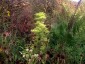 Patrinia punctiflora - small image 5