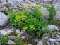 Patrinia triloba - small image 5