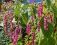 Persicaria orientalis - small image 5