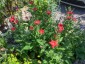 Petunia exserta - small image 5