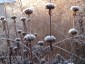 Phlomis russeliana - small image 5