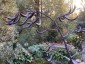 Phormium 'Black Velvet' - small image 5