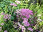 Pimpinella major 'Rosea' - small image 5