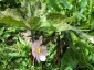 Podophyllum hexandrum - small image 5