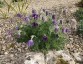 Pulsatilla vulgaris 'Papageno' - small image 5