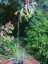 Puya mirabalis - small image 5