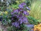 Ricinus communis 'New Zealand Black' - small image 5