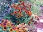 Rudbeckia hirta 'Cherokee Sunset' - small image 5