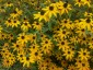 Rudbeckia triloba AGM - small image 5