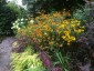 Rudbeckia triloba 'Prairie Glow' - small image 5