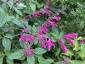 Salvia curviflora - small image 5