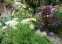Selinum wallichianum - small image 5