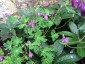 Semiaquilegia ecalcarata - small image 5