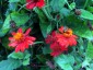 Senecio confusus - small image 5