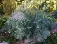 Seseli gummiferum - small image 5