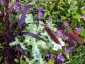 Setaria italica 'Red Jewel' - small image 5
