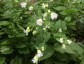 Silene fimbriata - small image 5