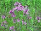 Silene flos-cuculi - small image 5