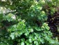 Smyrnium olusatrum - small image 5
