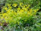 Smyrnium perfoliatum - small image 5