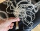 Stipa barbata - small image 5