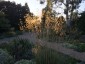 Stipa gigantea - small image 5