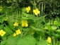 Stylophorum lasiocarpum - small image 5