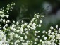 Thalictrum delavayi 'Album' - small image 5