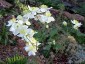 Thalictrum tuberosum - small image 5
