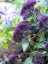 Trachelium caeruleum 'Black Knight' - small image 5